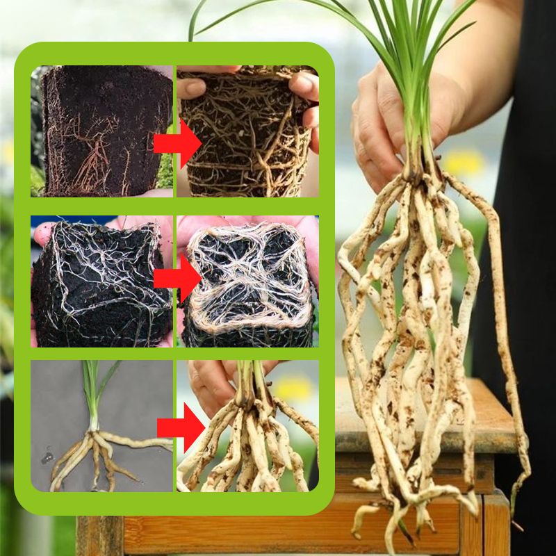 Rapid Strong Rooting Fertilizer