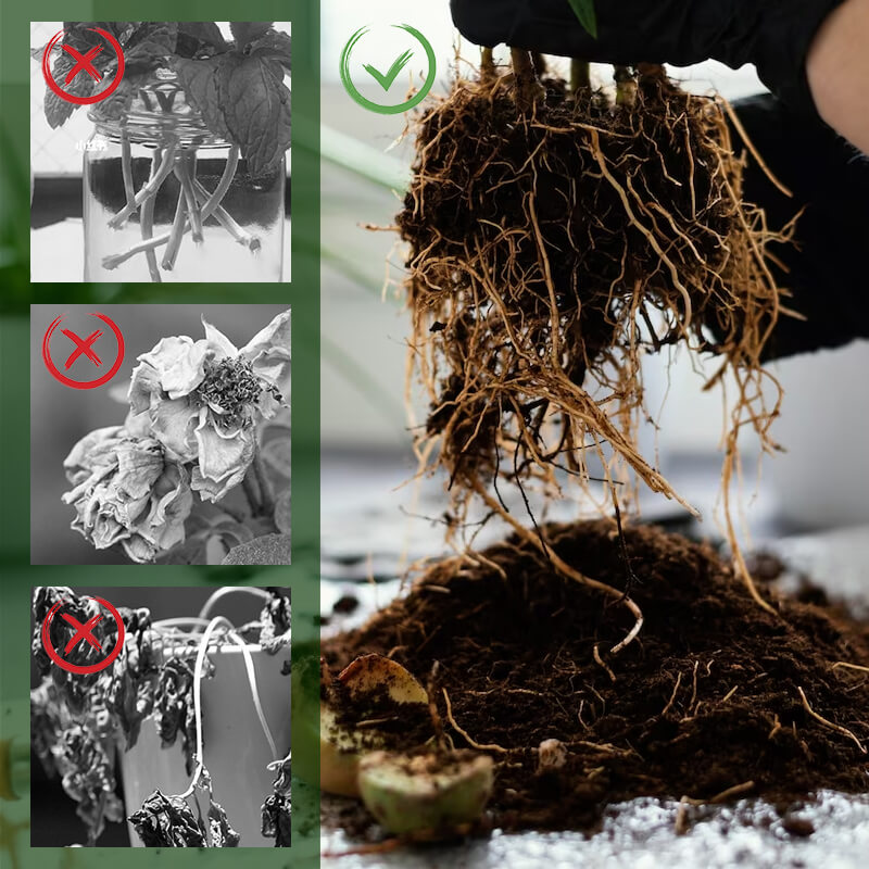 Plant Rooting Powder Nutrients