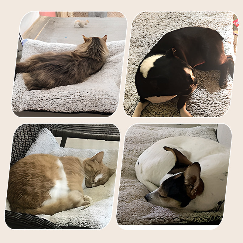 🥳2026 HOT SALE🥳💞50K+ SOLD! 🐾🔥 50% OFF! Self-Heating Pet Pad – no plug needed, reflects body heat, ultra-soft & anti-slip. Washable comfort for cats & dogs this winter! 🛏️💚