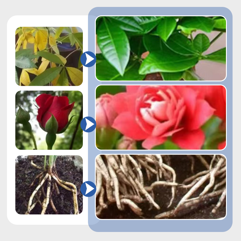 Multi-Plant Liquid Reviver