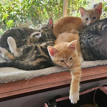 Foldable Cat Window Hammock with Suction Cups