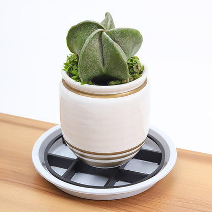 🎉 2026 Sale — Over 31,000 Sold! 🌱 Lift Your Plants, Save Their Roots – Clean Floors, Healthier Greens! 🏠